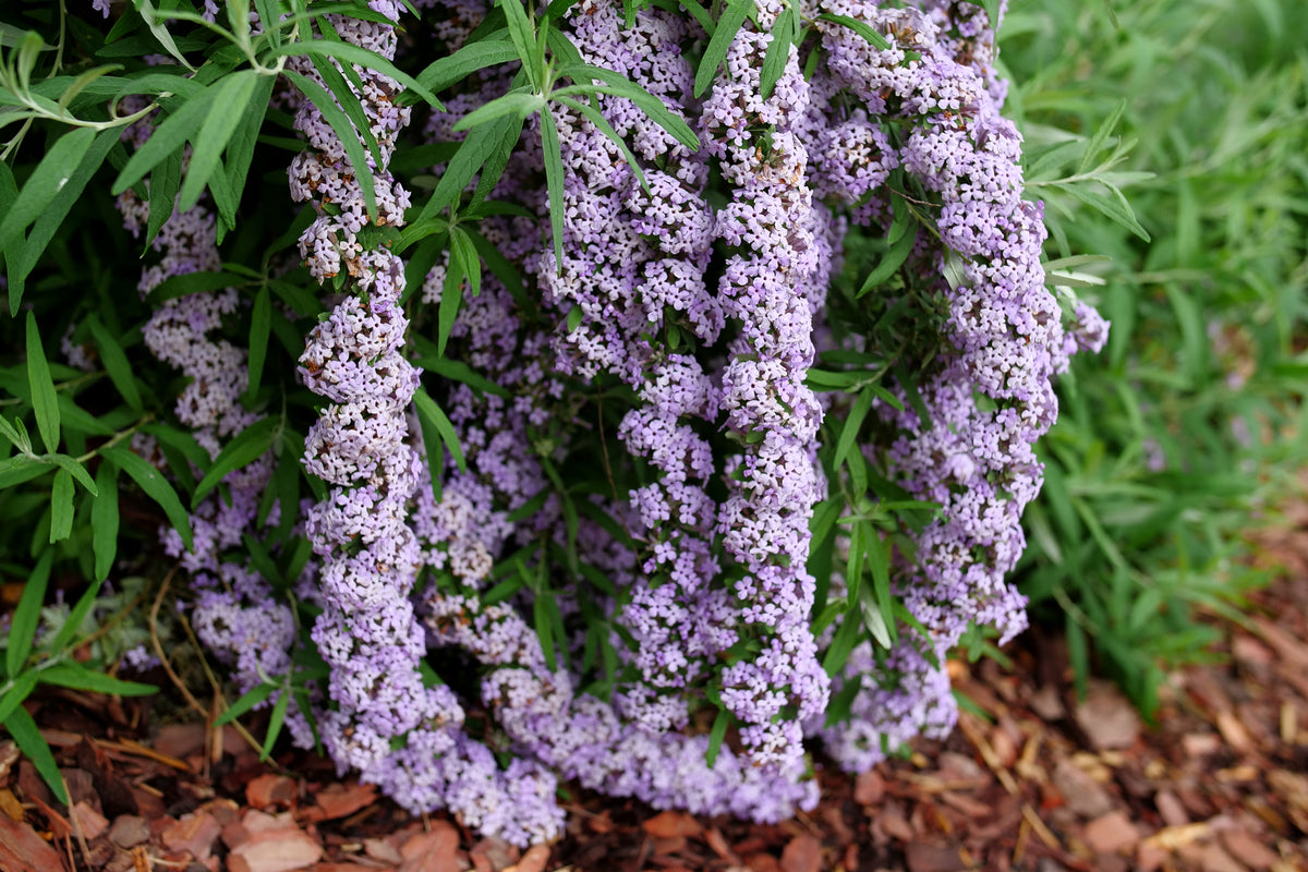 Proven Winners Mop Top Fountain Butterfly Bush