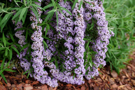 Mop Top fountain butterfly bush with purple flowers in a pot