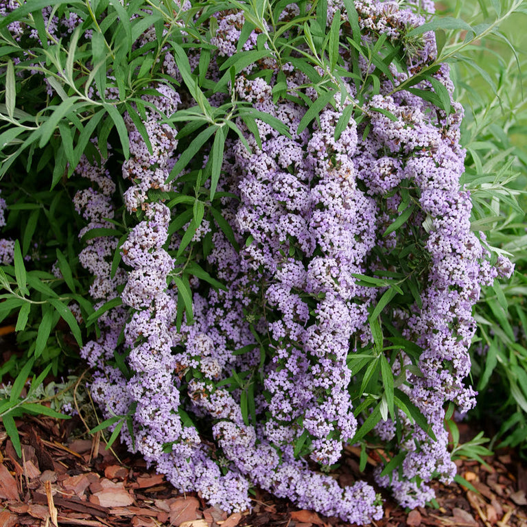 butterfly plant indoor or outdoor MOP TOP™ Fountain Butterfly Bush – Creekside Nursery, Inc