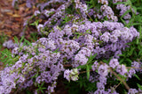 Mop Top fountain butterfly bush in a nursery pot