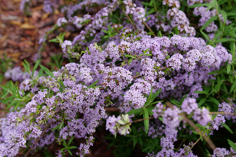 Mop Top fountain butterfly bush in a nursery pot