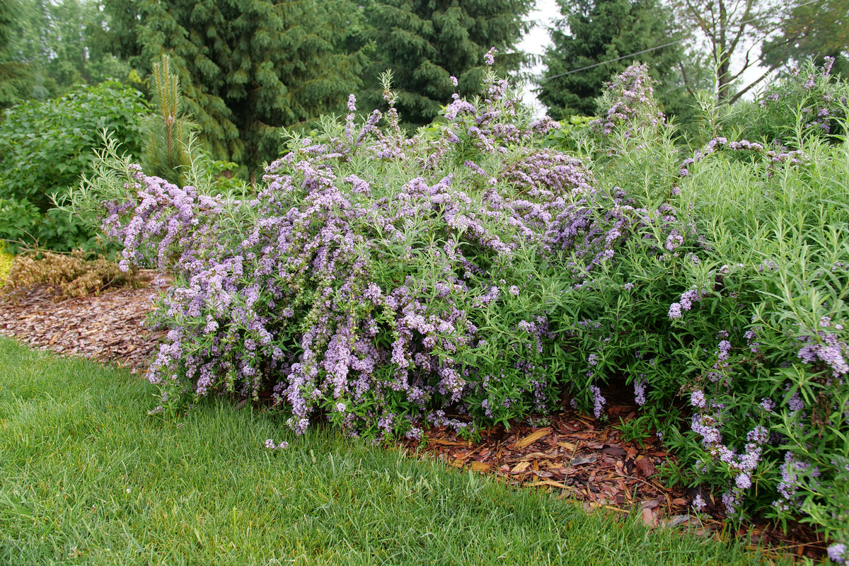 Proven Winners Mop Top Fountain Butterfly Bush - Thumbnail 5
