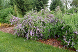 Mop Top Fountain butterfly bush in a nursery pot