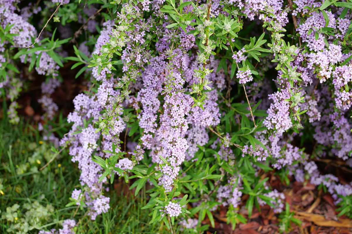 Proven Winners Mop Top Fountain Butterfly Bush - Thumbnail 2
