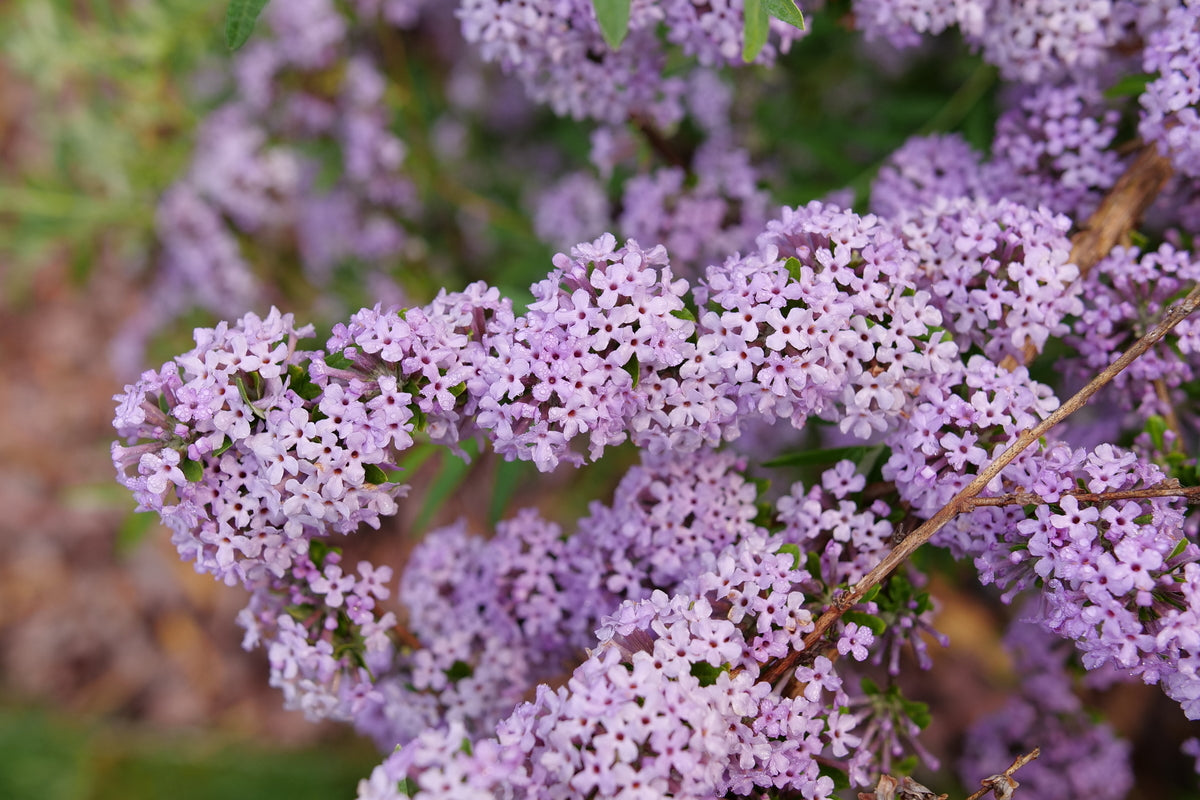 Proven Winners Mop Top Fountain Butterfly Bush - Thumbnail 4