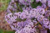 Mop Top fountain butterfly bush in a nursery pot