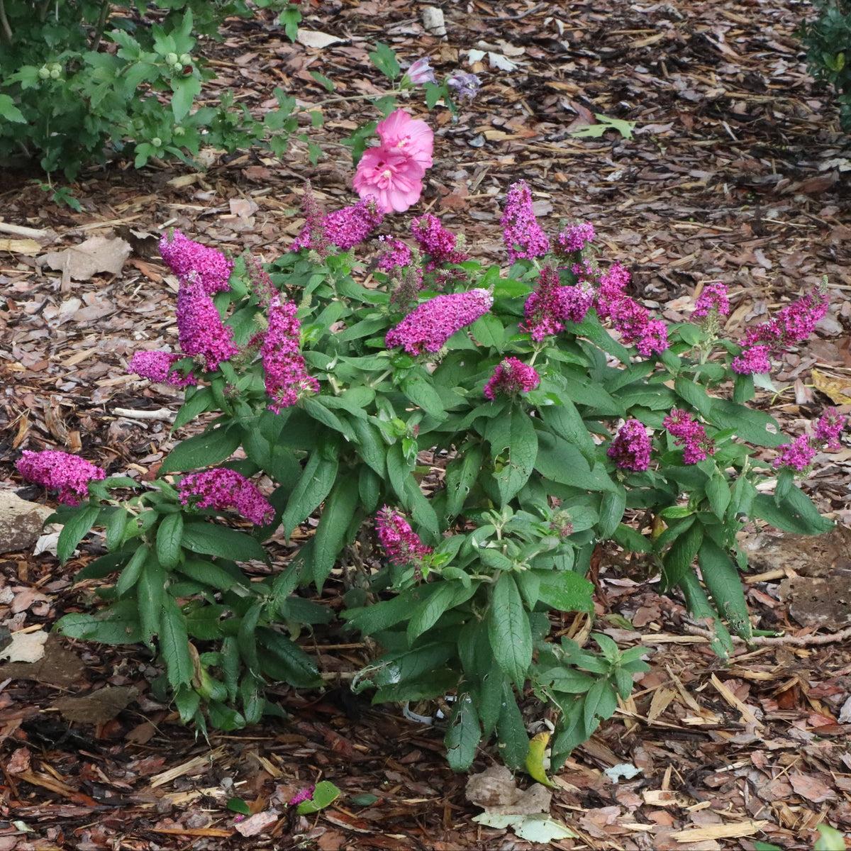 Pugster Pico Punch butterfly bush in a nursery pot