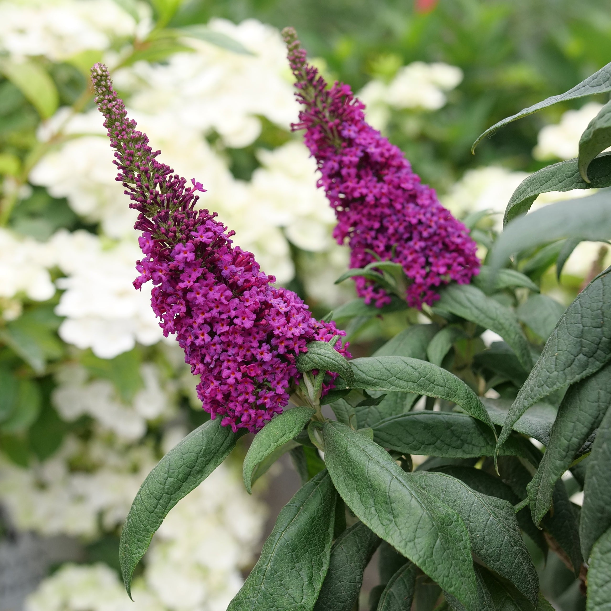 PUGSTER PICO PUNCH™ Butterfly Bush | Proven Winners® – Creekside