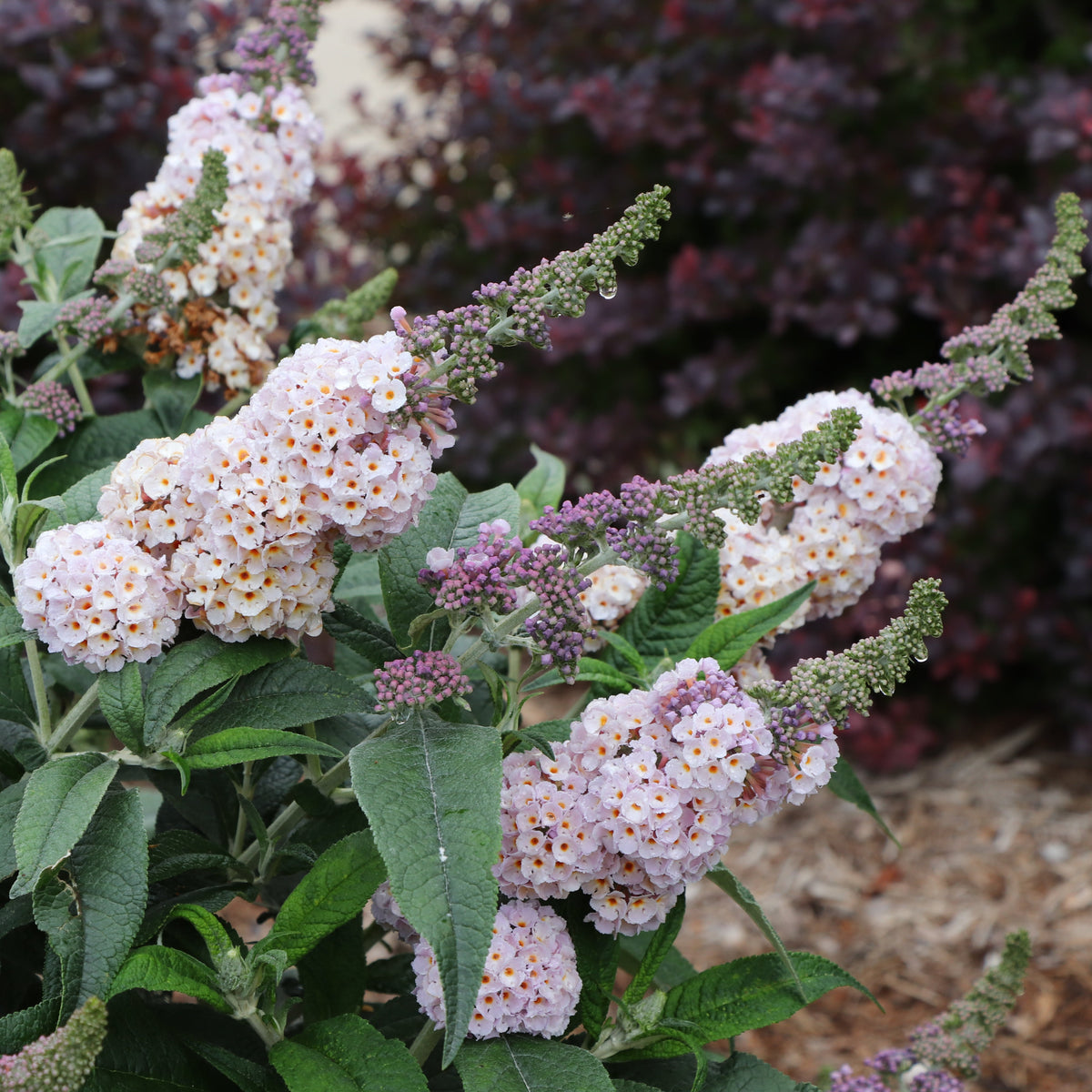 Pugster Sorbet butterfly bush in a nursery pot