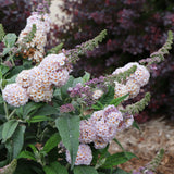 Pugster Sorbet butterfly bush in a nursery pot
