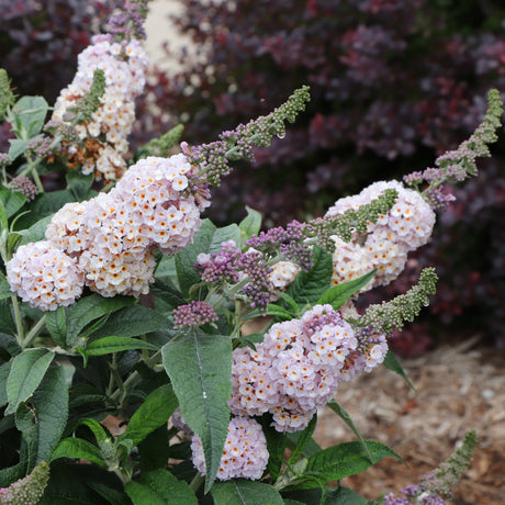 Pugster Sorbet butterfly bush in a nursery pot