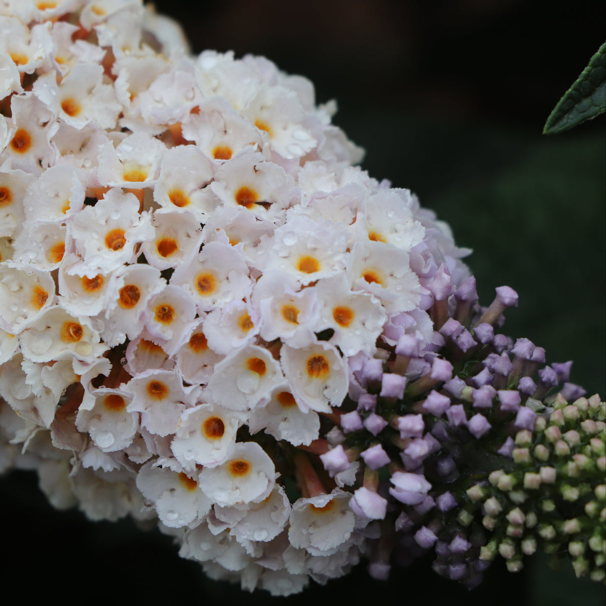 Pugster Sorbet butterfly bush with purple blooms in a pot