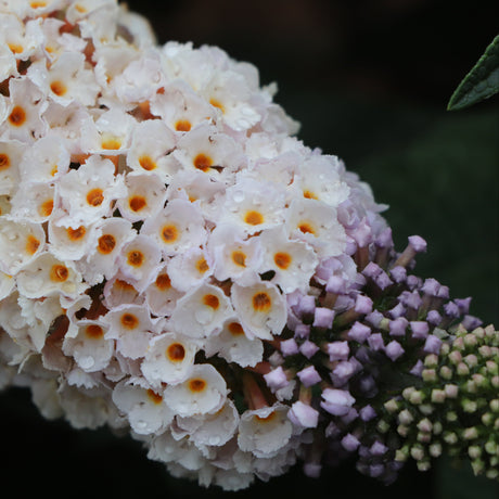 Pugster Sorbet butterfly bush with purple blooms in a pot