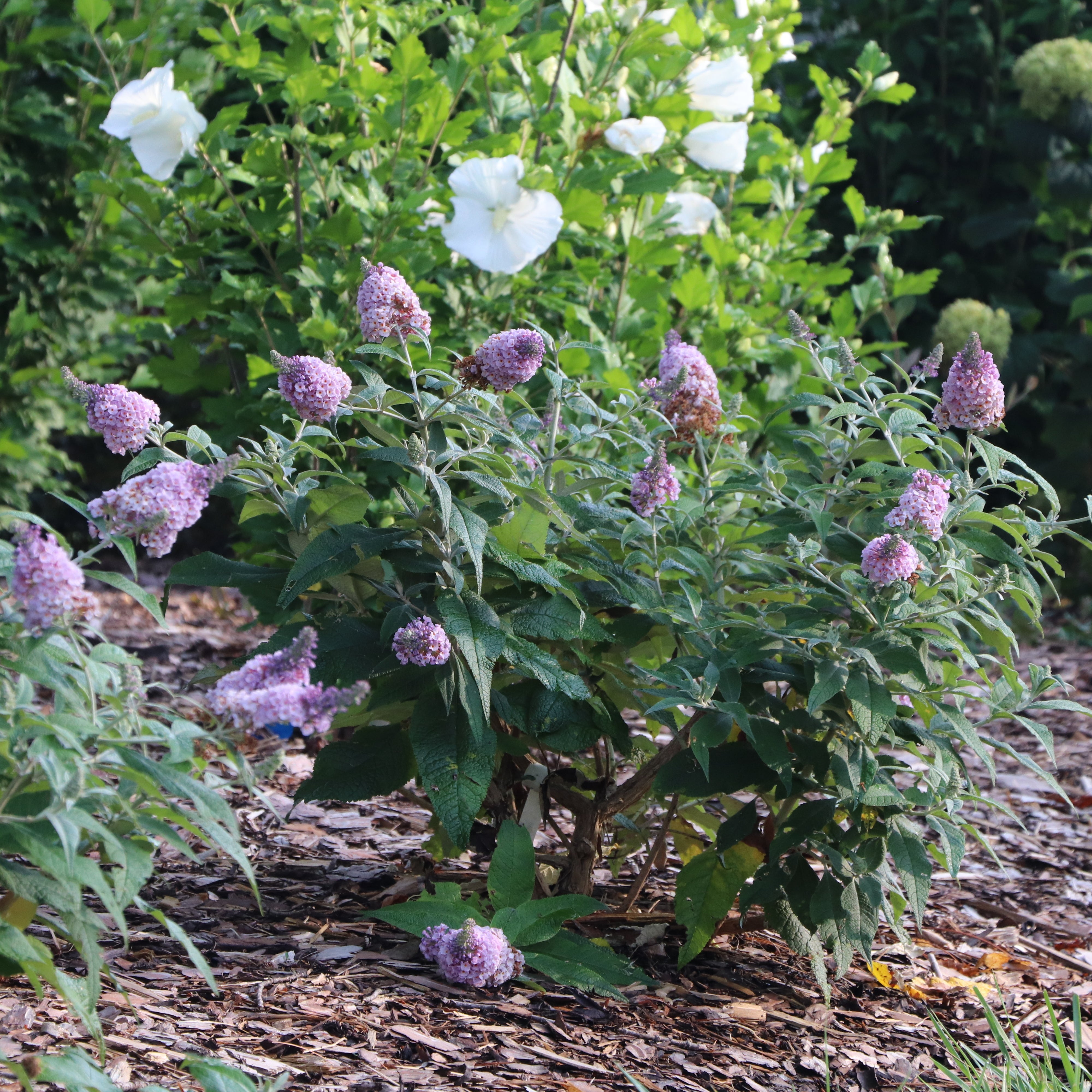 花びん Hydrangea rad INVINCIBELLE LACE® | Proven Winners® – Creekside