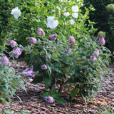 Pugster Sorbet butterfly bush with purple flowers in a pot
