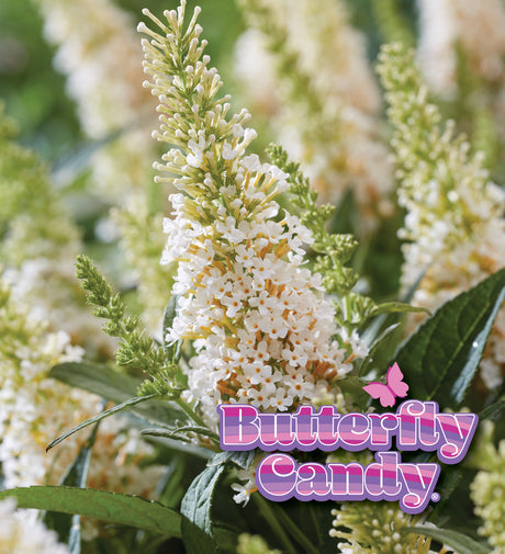 Li'l Coconut butterfly bush with white flowers in a pot