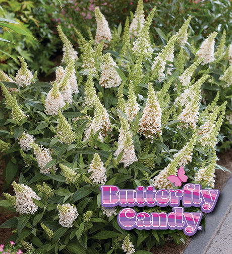 Li'l Coconut butterfly bush with white blooms in a pot