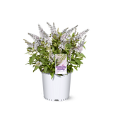 Li'l Coconut butterfly bush in a nursery pot