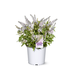 Li'l Coconut butterfly bush in a nursery pot