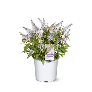 Li'l Coconut butterfly bush in a nursery pot