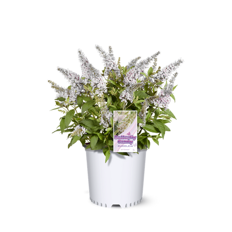 Li'l Coconut butterfly bush in a nursery pot