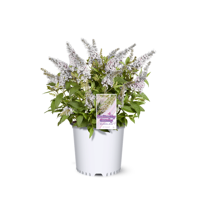 Li'l Coconut butterfly bush in a nursery pot