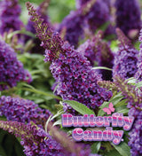 Li'l Grape™ butterfly bush with purple flower clusters