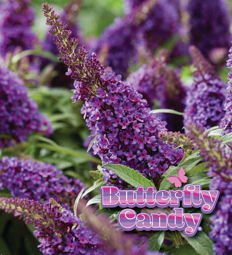 Li'l Grape™ butterfly bush with purple flower clusters