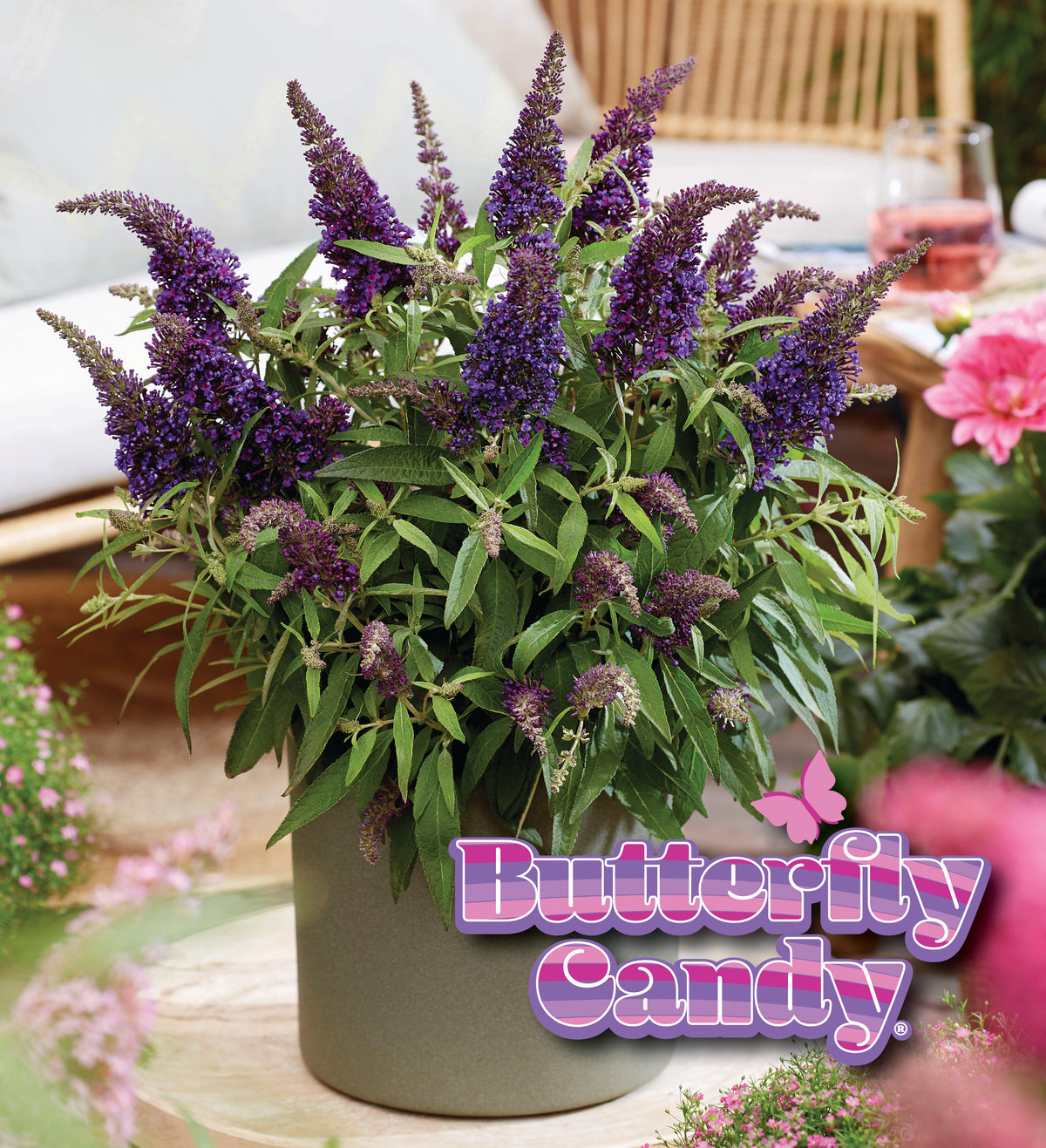 Li'l Grape Butterfly Bush in a nursery pot