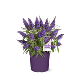 Li'l Grape butterfly bush in a nursery pot