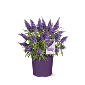 Li'l Grape butterfly bush in a nursery pot