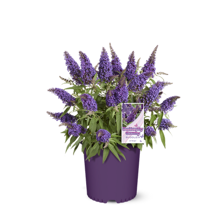 Li'l Grape butterfly bush in a nursery pot