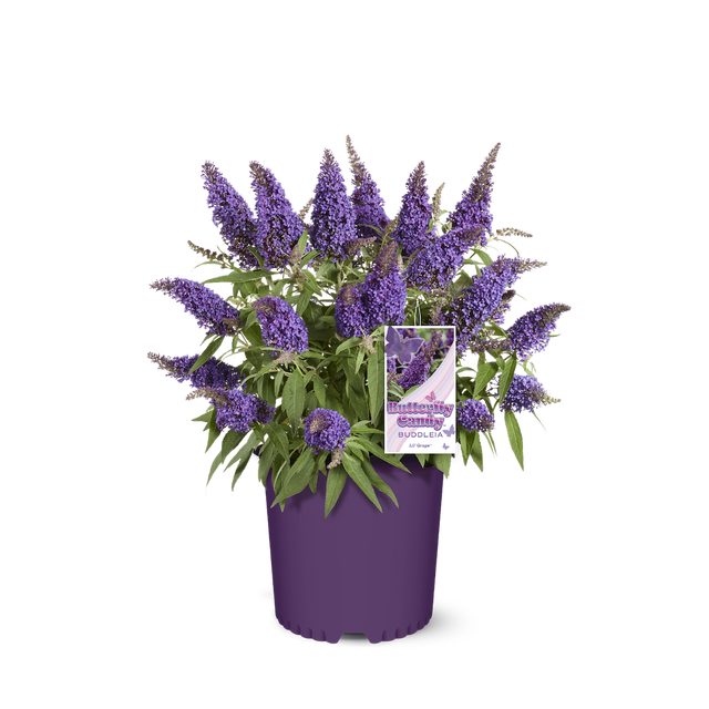 Li'l Grape butterfly bush in a nursery pot