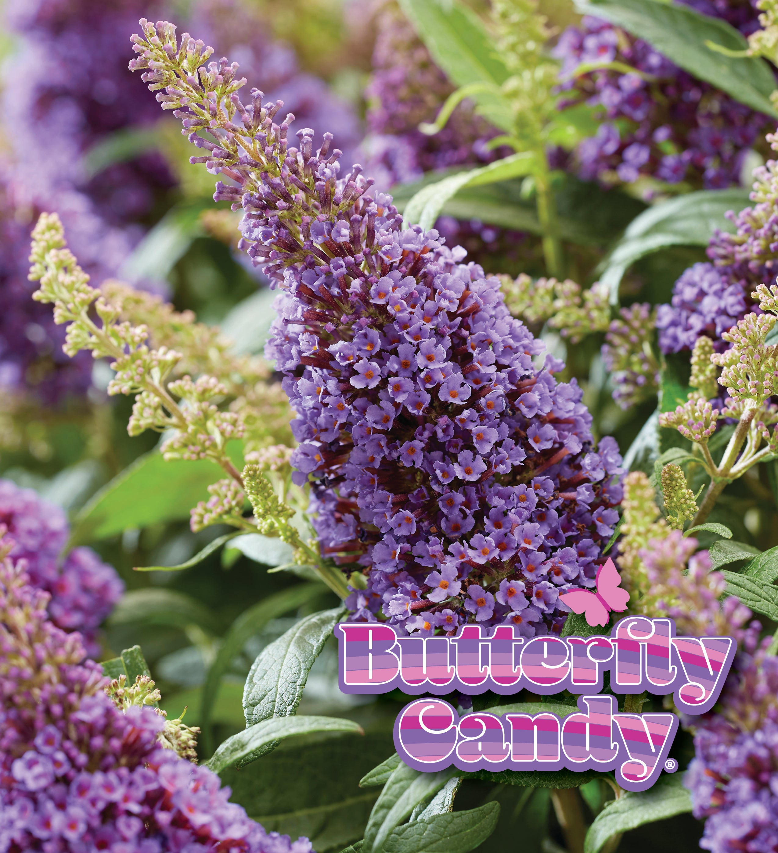 Li'l Lavender™ Butterfly Bush – Creekside Nursery, Inc