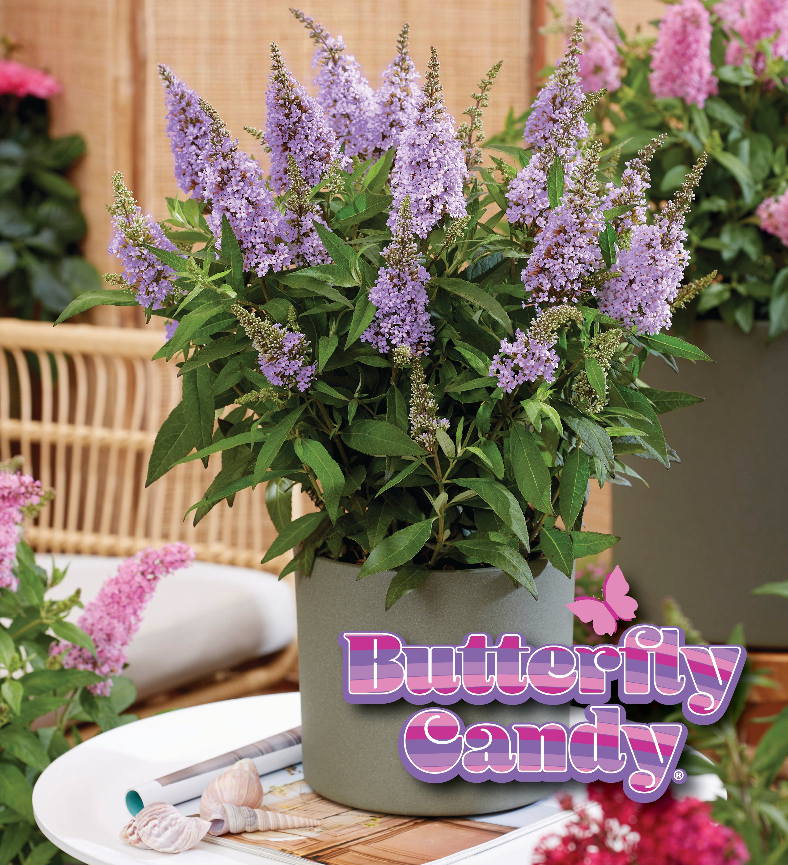 Li'l Lavender™ Butterfly Bush – Creekside Nursery, Inc