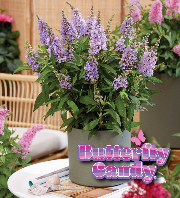 lavender flower bush Li'l Lavender™ Butterfly Bush – Creekside Nursery, Inc
