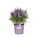 Li'l Lavender Butterfly Bush in a nursery pot