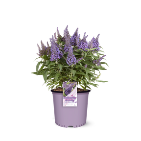 Li'l Lavender Butterfly Bush in a nursery pot