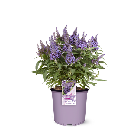 Li'l Lavender Butterfly Bush in a nursery pot