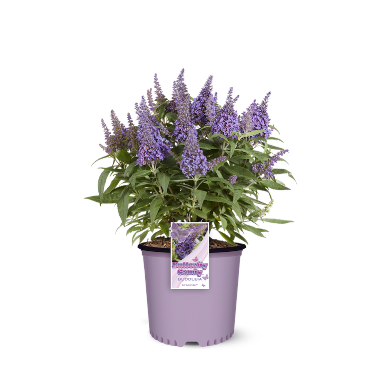 do butterflies like lavender plants Li'l Lavender™ Butterfly Bush – Creekside Nursery, Inc