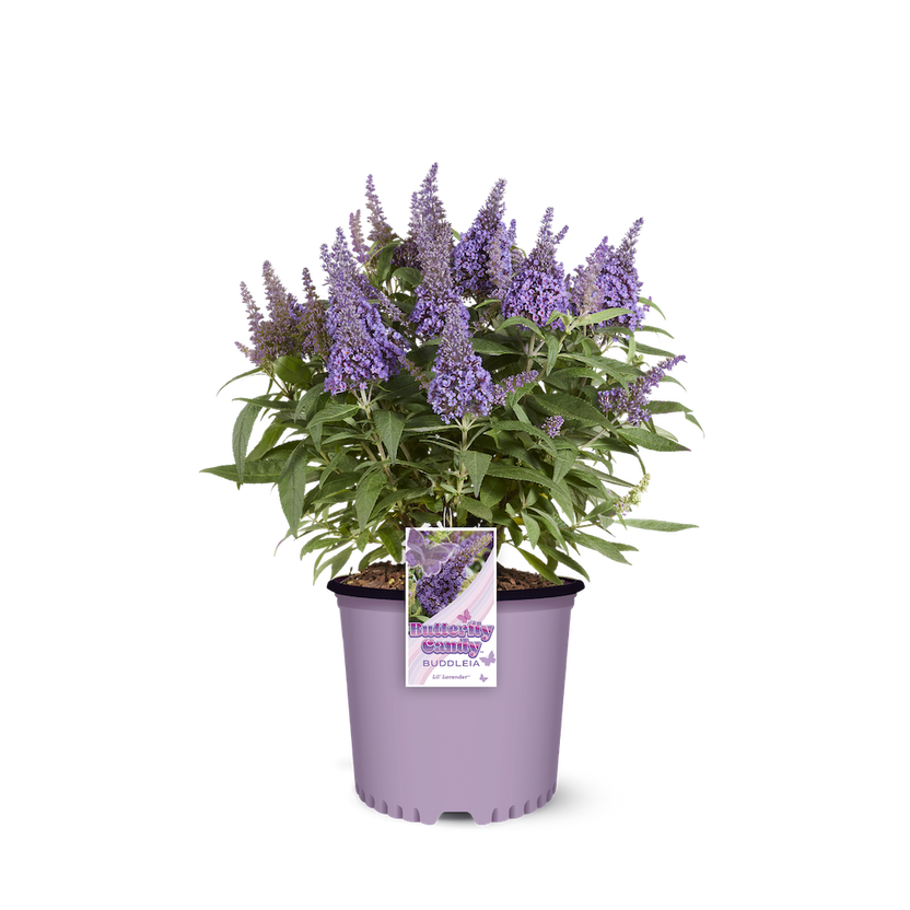 Li'l Raspberry™ Butterfly Bush – Creekside Nursery, Inc