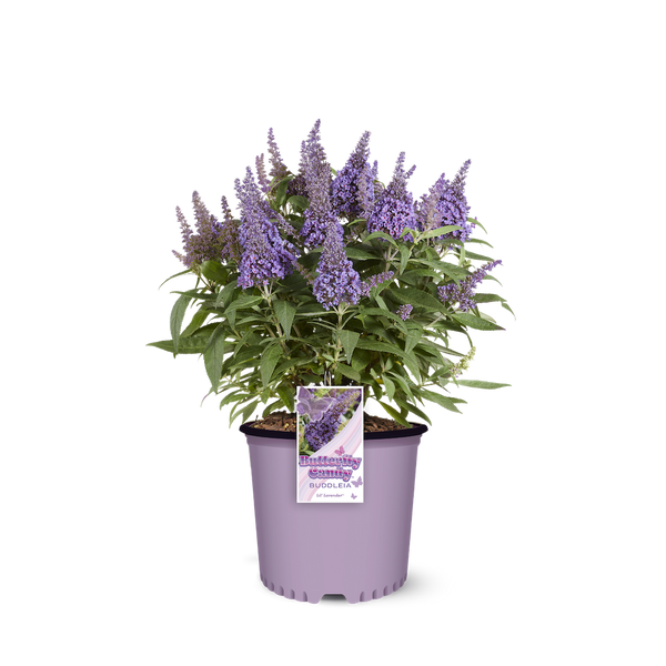 Li'l Lavender™ Butterfly Bush