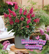 Li'l Raspberry butterfly bush in a nursery pot
