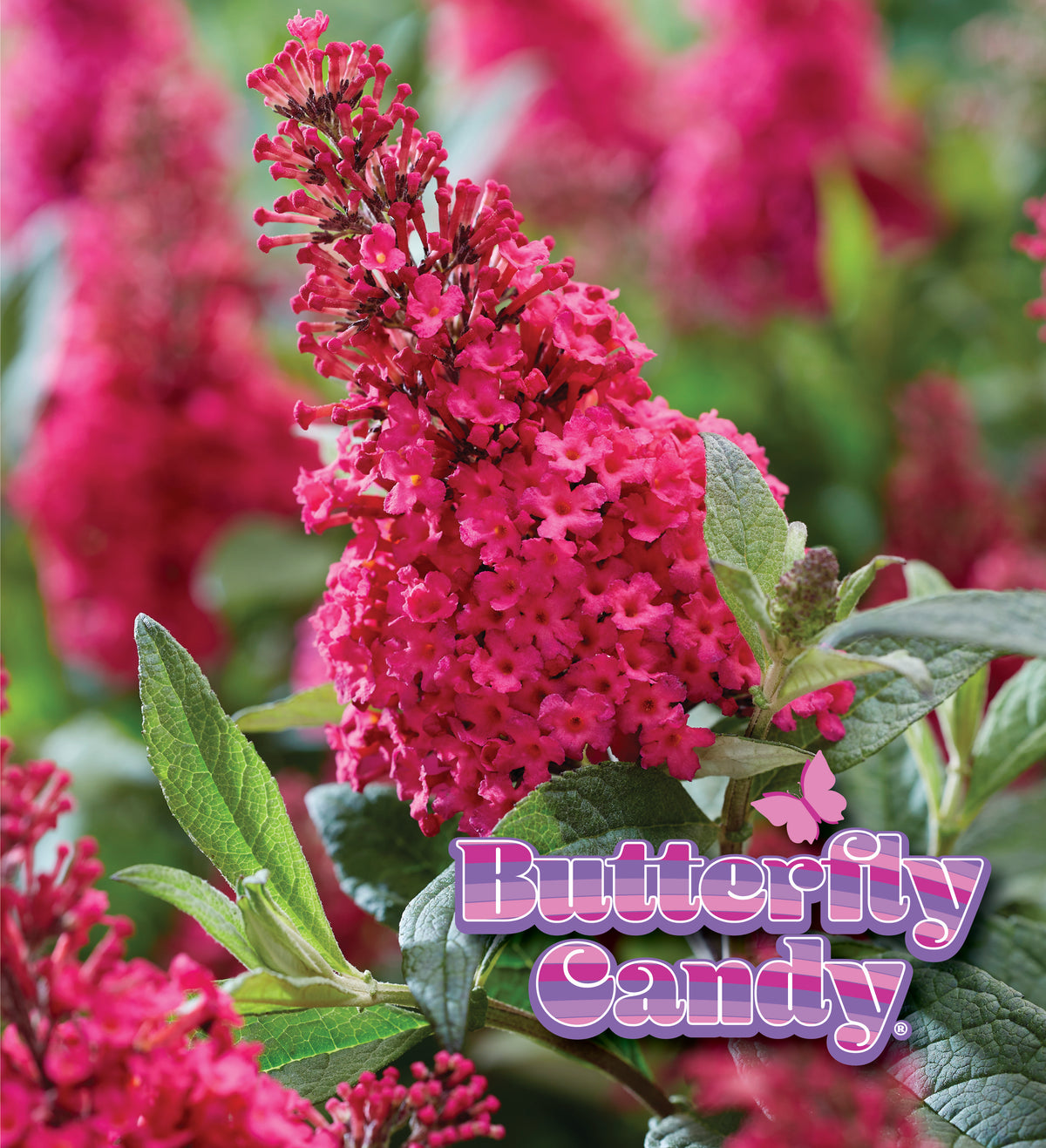 Li'l Raspberry butterfly bush with pink-purple blooms