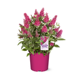 Li'l Raspberry™ Butterfly Bush in a nursery pot