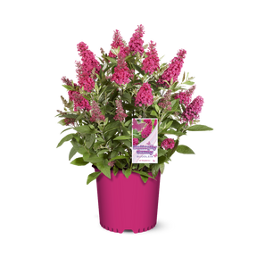 Li'l Raspberry™ Butterfly Bush in a nursery pot