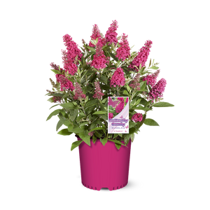 Li'l Raspberry™ Butterfly Bush in a nursery pot