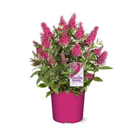 Li'l Raspberry™ Butterfly Bush in a nursery pot