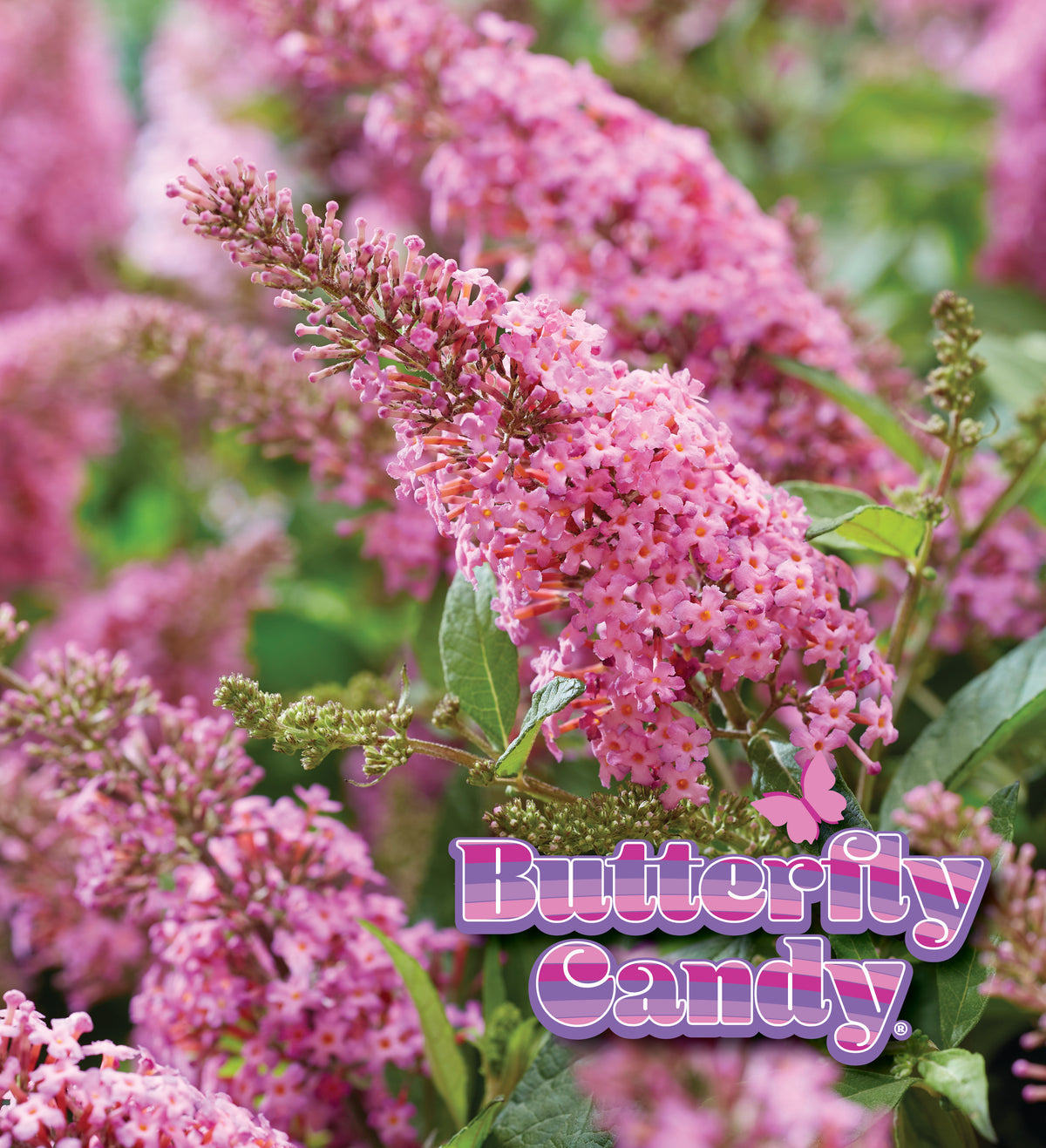 Li'l Taffy™ butterfly bush in a pot with purple flowers