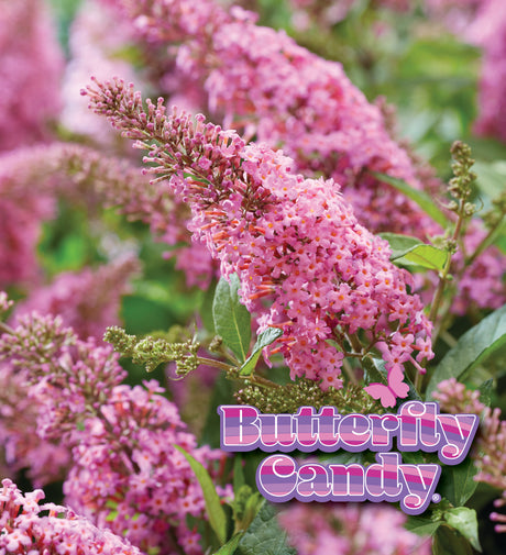 Li'l Taffy™ butterfly bush in a pot with purple flowers